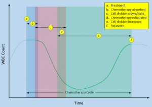 WBC During Chemotherapy Cycle