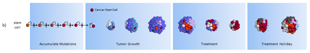 Cancer stem cell model response to chemotherapy treatments